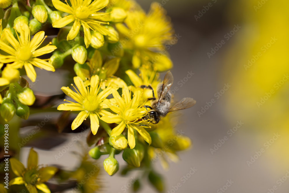 Abeja bebiendo néctar 2 Abeja bebiendo néctar 2