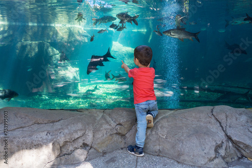 Little boy looking at a big fish aquarium photo