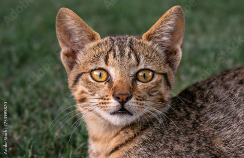Primer plano de un gato sorprendido