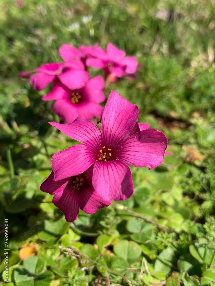 pink flower in the garden pink flower in the garden