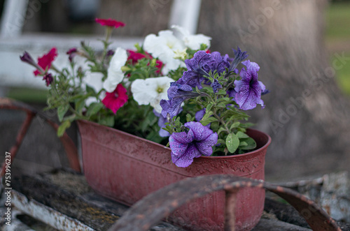 Maceta con flores variadas en el patio