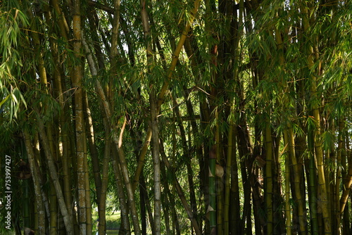 bamboo forest in the morning