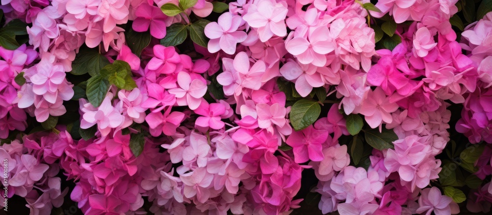 A cluster of pink flowers are densely arranged next to each other, creating a vibrant and colorful display. The flowers contrast against the green foliage in the background. A cluster of pink flowers are densely arranged next to each other, creating a vibrant and colorful display. The flowers contrast against the green foliage in the background.