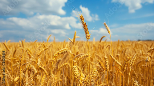 golden wheat fields  representing the importance of agriculture and farming in Oklahoma s economy - AI Generated