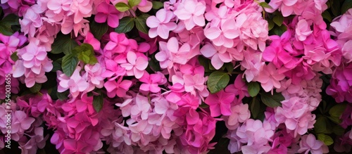 A cluster of pink flowers are densely arranged next to each other, creating a vibrant and colorful display. The flowers contrast against the green foliage in the background.