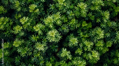 Majestic green thuja trees creating a beautiful natural background in a lush forest setting