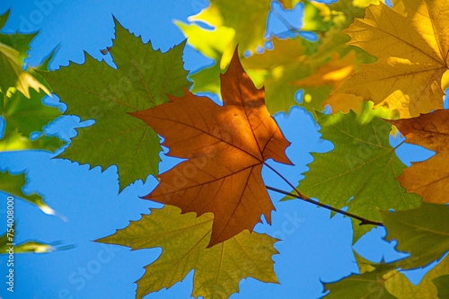 Hojas de colores otoñales bajo el cielo azul