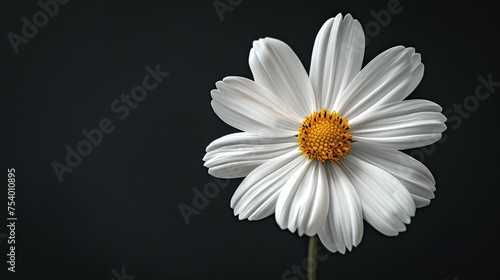 white flower on black background 