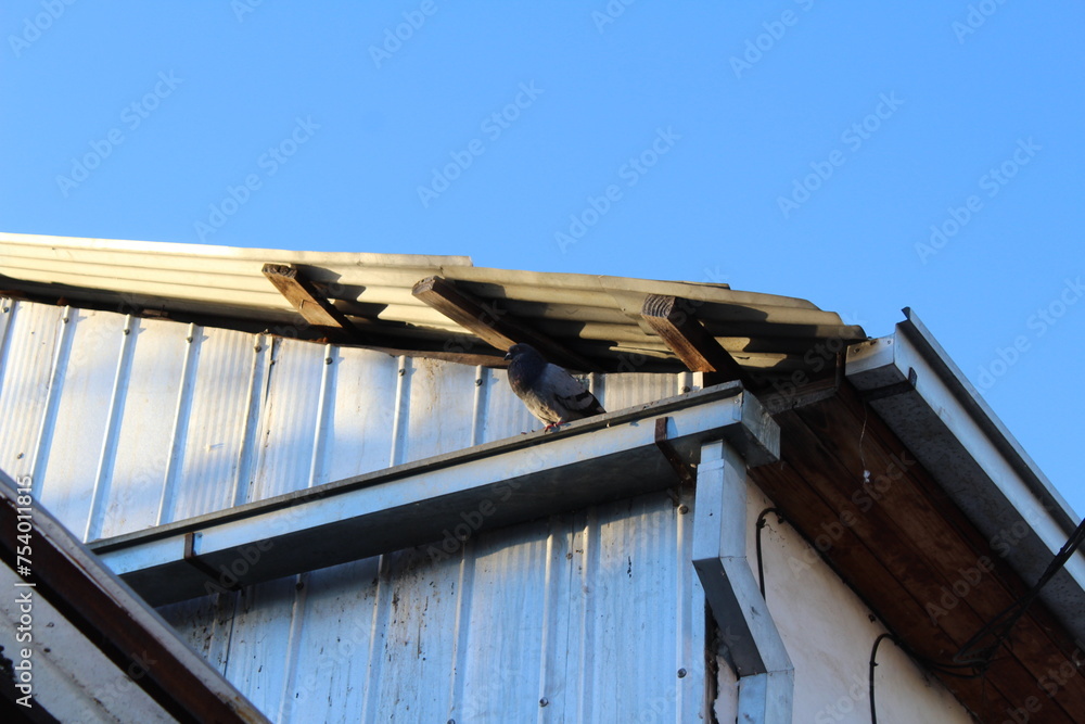 a picture of a bird at the ceiling a picture of a bird at the ceiling