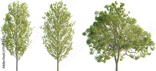 Fraxinus excelsior tree 4k png cutout