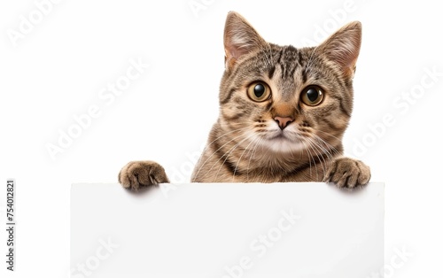 Cat holding a blank white paper sign isolated on bright background. Mockup product, advertisement. presentation. commercial. editorial. copy text space.