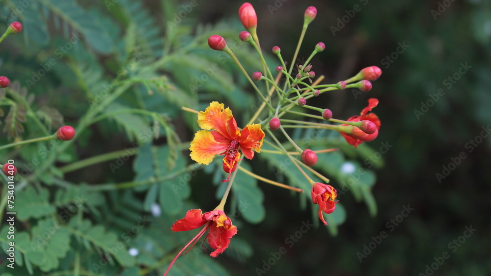 Obraz premium red poppy flower