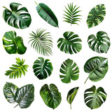 Clear Tropical Leaves and Shrub Clip Bundle