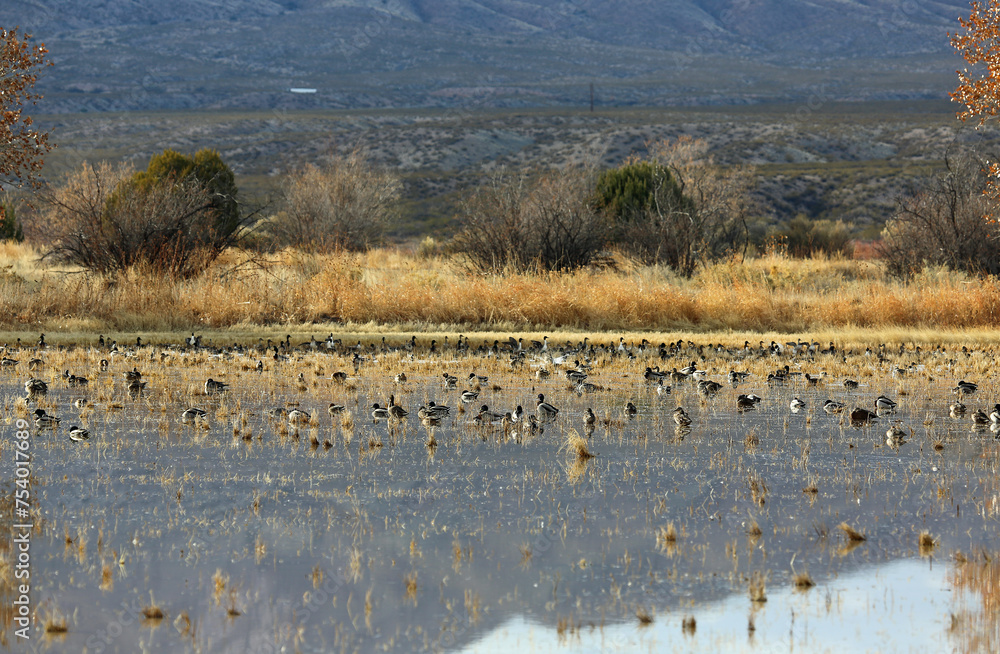 Ducks on the wetland - Bosque del Apache National Wildlife refuge, New Mexico