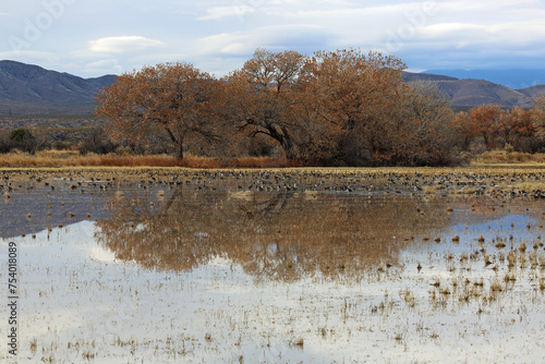 Reflection and Ducks - Bosque del Apache National Wildlife refuge, New Mexico