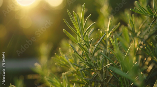 A sprig of fresh rosemary with its strong aroma and reputation for improving memory and cognition waiting to be incorporated into a healing recipe.