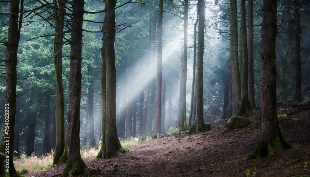 Obraz premium Mystical Forest with beaming light through the trees