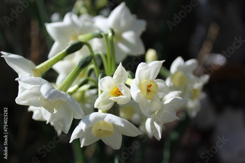 Full bloom Paperwhites in a spring garden