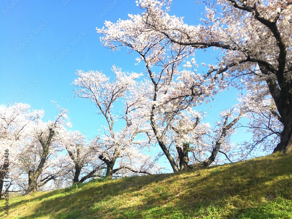桜の花の風景 桜の花の風景