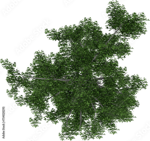 Compound and Simple Leaves Tree Plant illustration