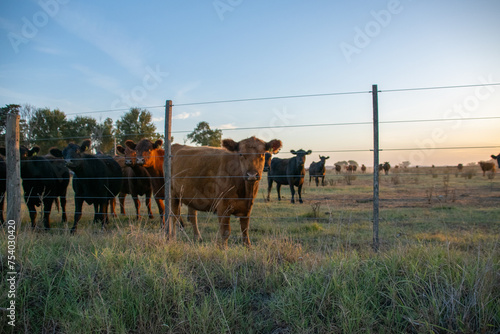 Vacas en el campo mirando hacia la camara