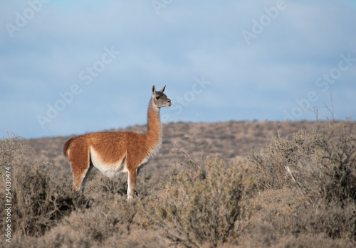 Ciervo patagónico en su hábitat natural