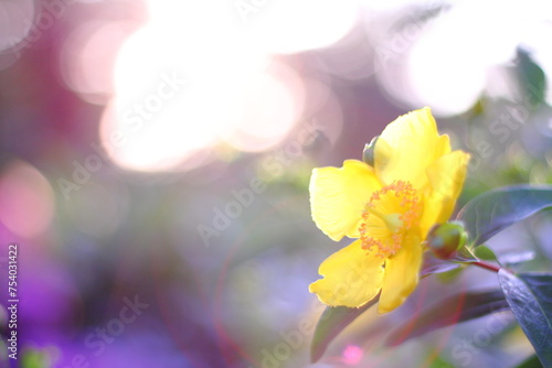 Hortensia flower, hydrangea flower, background.