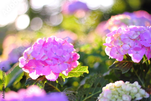 Hortensia flower, hydrangea flower, background.