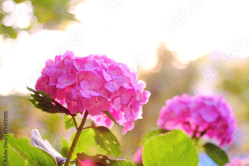 Hortensia flower, hydrangea flower, background.