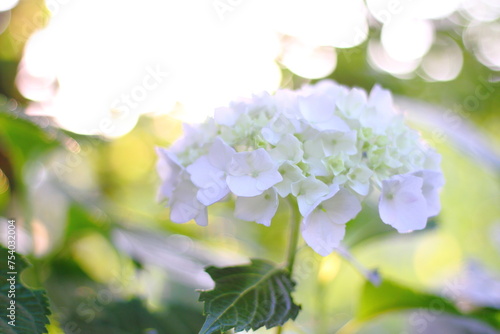 Hortensia flower, hydrangea flower, background.