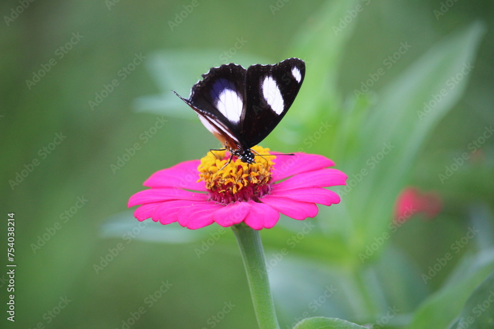 Fototapeta premium close up of a black and white butterfly sucking honey juice from a pink paper flower