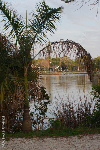 Framed through a curved palm tree, view of a fountain, Wood Ibis Park, looking south, Bushes in the foreground, over blue lake water and fountain spray, green greens trees in the back, Blue sky.