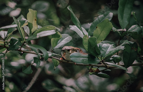 leaves on a branch