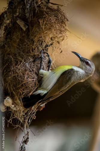 bird in the nest