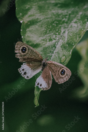 butterfly on leaf
