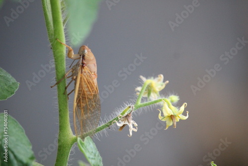 The katydid animal is climbing on the stem of a tomato plant with green leaves with a blurry background