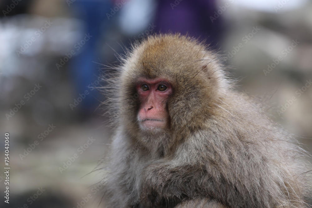 Naklejka premium wild Snow Monkey in spring