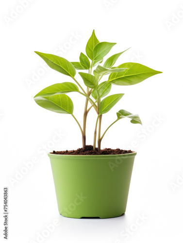 Young green plant with leaves growing in pot isolated on white background 