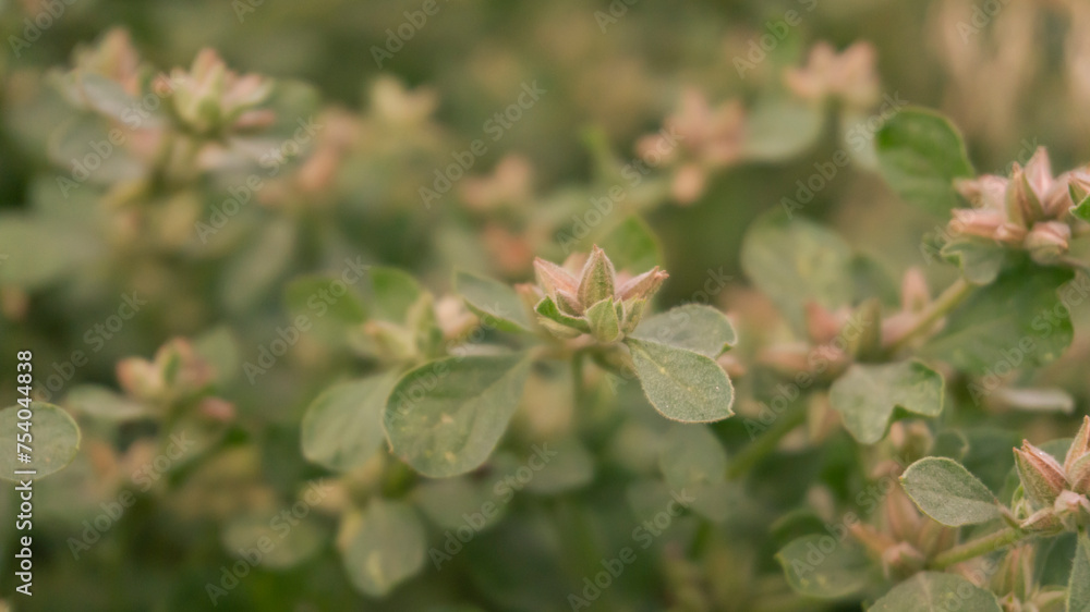 Aizoon pubescens (Galenia or Coastal Galenia) is a low-growing perennial herb in the family Aizoaceae Aizoon pubescens (Galenia or Coastal Galenia) is a low-growing perennial herb in the family Aizoaceae