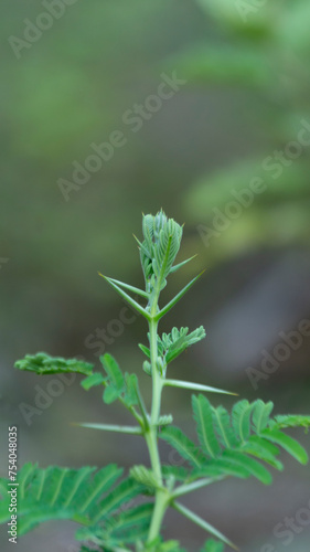 Porlieria microphylla, one of the plants with sharp thorns that is beneficial for health by boiling the leaves