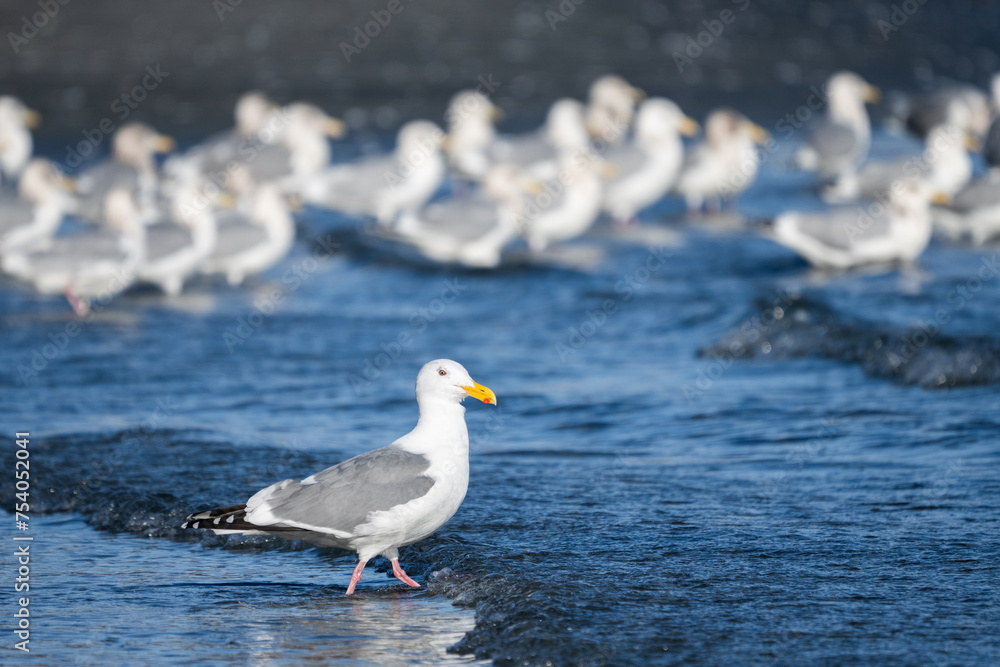 Fototapeta premium seagulls on the beach