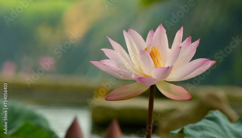 Blossoming Beauty: A 4K Time-Lapse of Lotus Flowers Unfolding"