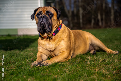 2024-03-07 A LARGE BULLMASTIFF LYING ON THE GROUND WITH NICE EYES AND A CALM LOOK ON HER FACE WEARING A RIGHT COLLAR AND A BLURRED BACKGROUND IN STANWOOD WASHINGTON © Michael J Magee