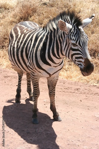Up close with a zebra
