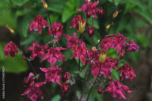 Close up photo of wild pink bluebell flowers with dew on leaves. Blooming in a spring forest. Horizontal shot photo