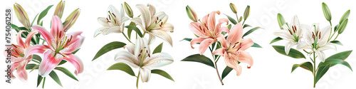 Elegant blooming lilies with buds  Hyperrealistic Highly Detailed Isolated On Transparent Background Png File photo