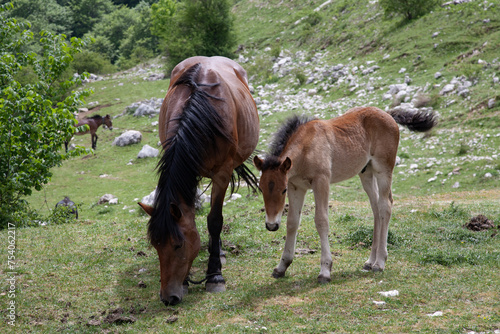 Young foal and his mother grazing