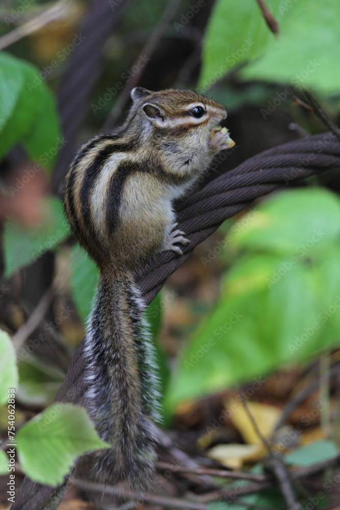 Siberian chipmunk Siberian chipmunk