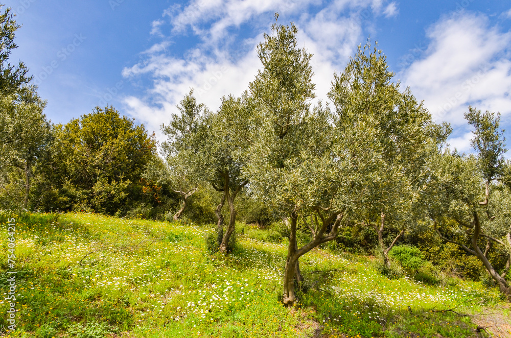 Chamomile flowers and olive trees in Kucuk Kumla valley near Gemlik (Bursa, Turkey) Chamomile flowers and olive trees in Kucuk Kumla valley near Gemlik (Bursa, Turkey)