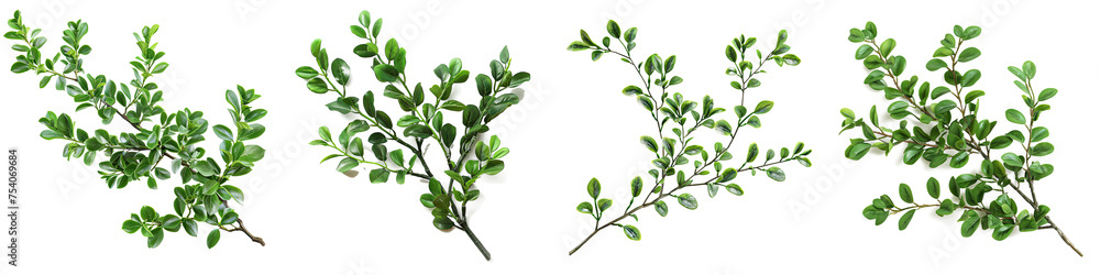 Green boxwood branch  Hyperrealistic Highly Detailed Isolated On Transparent Background Png File - obrazy, fototapety, plakaty 